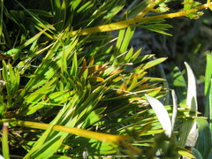 Aciphylla monroi