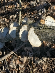 Daedaleopsis confragosa