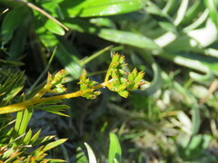Aciphylla monroi