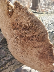 Daedaleopsis confragosa