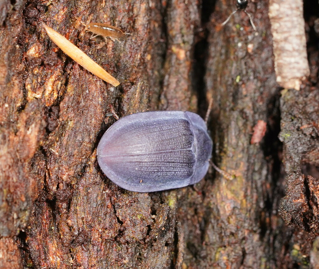 blue piedish beetles from Monbulk VIC 3793, Australia on February 04