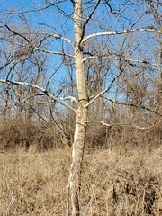 Platanus occidentalis