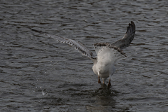 Larus delawarensis