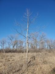 Platanus occidentalis