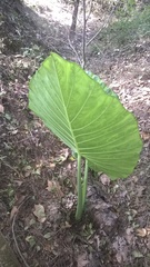 Alocasia macrorrhizos