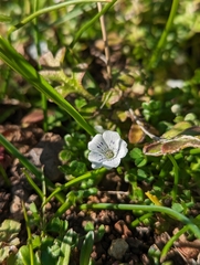 Nemophila pedunculata