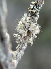 Heterodermia namaquana