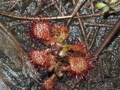 Drosera