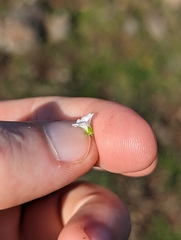Nemophila pedunculata