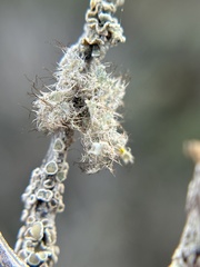 Heterodermia namaquana