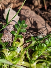 Nemophila pedunculata