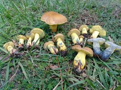 Boletus luridellus