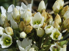 Gentianella corymbifera