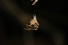 Cyphalonotus