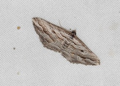 Chrysolarentia severata