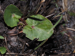 Centella erecta