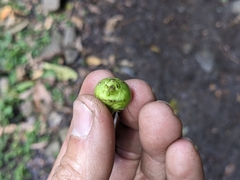 Stachyurus himalaicus