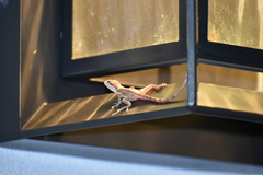 Anolis scriptus