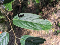 Stachyurus himalaicus