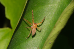 Thelcticopis severa