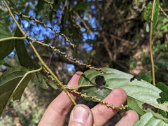 Stachyurus himalaicus