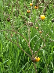 Solanum elaeagnifolium