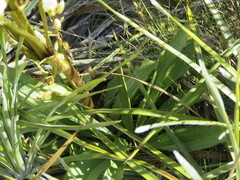 Gentianella corymbifera