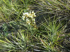 Gentianella corymbifera