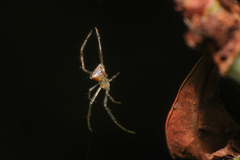 Thwaitesia margaritifera