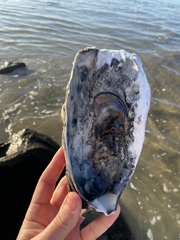 Magallana gigas