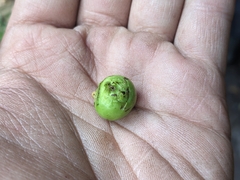 Stachyurus himalaicus