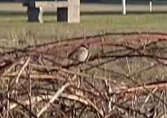 Zonotrichia leucophrys