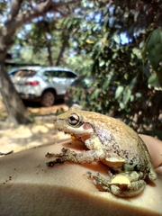 Scinax nasicus