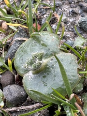 Lupinus densiflorus densiflorus