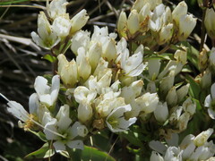 Gentianella corymbifera