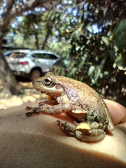 Scinax nasicus
