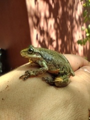 Scinax nasicus