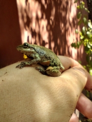 Scinax nasicus
