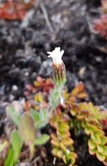 Noticastrum marginatum