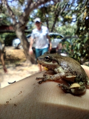 Scinax nasicus