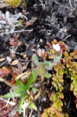 Noticastrum marginatum