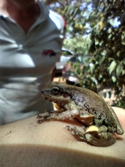 Scinax nasicus