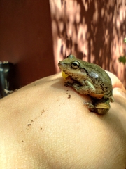 Scinax nasicus