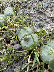 Lupinus densiflorus densiflorus