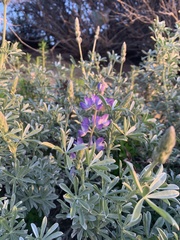 Lupinus chamissonis