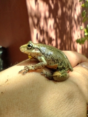 Scinax nasicus