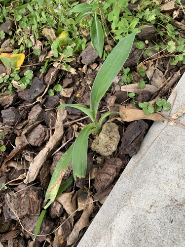 Arthropodium cirratum