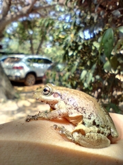 Scinax nasicus