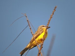 Tyrannus