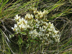 Gentianella corymbifera